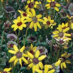 Mora County Chocolate Flower Mix (Berlandiera) -Garden Care Sale berlandiera chocolate flower 25391 1