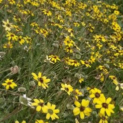Mora County Chocolate Flower Mix (Berlandiera) -Garden Care Sale berlandiera lyrata david.winger cropped 2