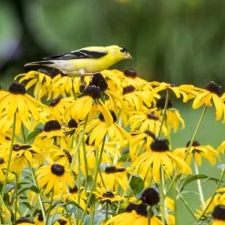 Goldsturm Black Eyed Susan -Garden Care Sale bird rudbeckia goldsturm web 2