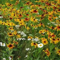 Dry Area Wildflower Seed Mix -Garden Care Sale black eyed susan gloriosa daisy yarrow