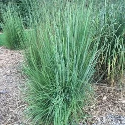 Blaze Little Bluestem Grass -Garden Care Sale blaze little bluestem credit hoffmannursery