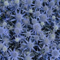 Blue Glitter Sea Holly (Eryngium) 10 Blue Glitter Sea Holly (Eryngium) -Garden Care Sale blue glitter sea holly 2