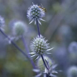 Blue Glitter Sea Holly (Eryngium) 9 Blue Glitter Sea Holly (Eryngium) -Garden Care Sale blue glitter sea holly