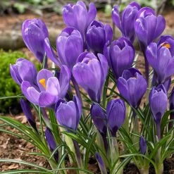 Blue Moon Dutch Crocus Mix 7 Blue Moon Dutch Crocus Mix -Garden Care Sale blue moon dutch crocus mix bunch
