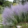 Blue Spires Russian Sage