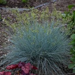 Blue Whiskers Fescue Grass -Garden Care Sale blue whiskers fescue grass 2