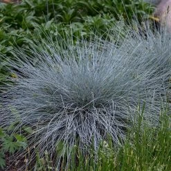 Blue Whiskers Fescue Grass -Garden Care Sale blue whiskers fescue grass 3