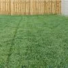 Bella™ Bluegrass Grass Plugs -Garden Care Sale blue grass bella 79200 1 web 1