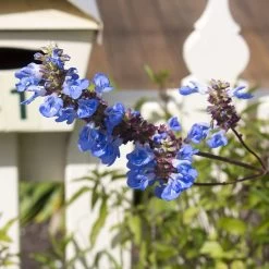 Blue Spike Salvia -Garden Care Sale bog sage salvia uliginosa cropped 1