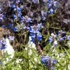 Blue Spike Salvia -Garden Care Sale bog sage salvia uliginosa cropped 3