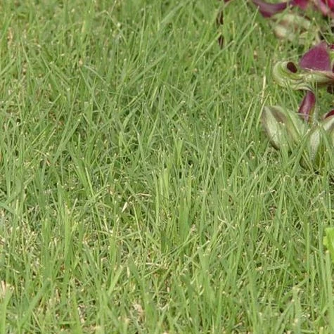 Prestige™ Buffalo Grass Plugs 3 Prestige™ Buffalo Grass Plugs - Image 2