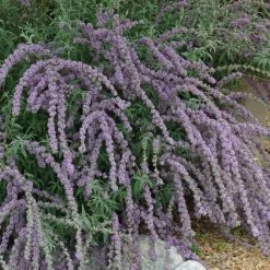 Silver Spring Blooming Butterfly Bush (Buddleia) 7 Silver Spring Blooming Butterfly Bush (Buddleia) -Garden Care Sale buddleia alternafolia argentea cascading branches
