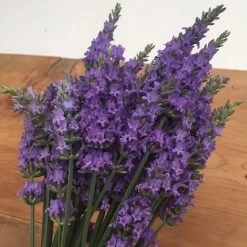 Sensational!™ Lavender -Garden Care Sale bundle of lavender flowers flowrs