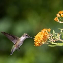 Butterfly Weed -Garden Care Sale butterfly weed 1