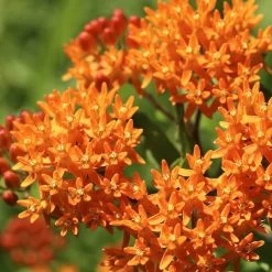 Butterfly Weed -Garden Care Sale butterfly weed 2