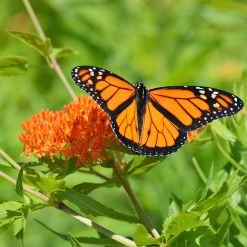 Butterfly Weed -Garden Care Sale butterfly weed 3