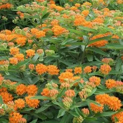 Butterfly Weed -Garden Care Sale butterfly weed 4