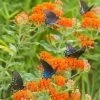 Butterfly Weed -Garden Care Sale butterfly weed butterflies 1
