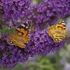 Buzz® Midnight Butterfly Bush (Buddleia) -Garden Care Sale buzz midnight butterfly bush buddleia purple