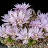 Miniature Chin Cactus (Gymnocalycium) -Garden Care Sale cactus gymnocalycium bruchii cropped 1