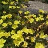Sundrops (Calylophus) 2 Sundrops (Calylophus) -Garden Care Sale calylophus drummondii 1