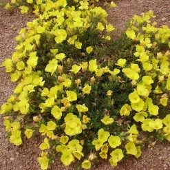 Sundrops (Calylophus) -Garden Care Sale calylophus drummondii 3