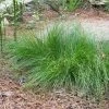 Appalachian Sedge -Garden Care Sale carex appalachica hoffman cropped 2 2