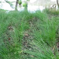 Appalachian Sedge 7 Appalachian Sedge -Garden Care Sale carex appalachica hoffman cropped 3 1