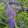 Dark Knight Caryopteris 2 Dark Knight Caryopteris -Garden Care Sale caryopteris dark knight 2