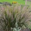 Caspian Feather Reed Grass -Garden Care Sale caspian feather reed grass