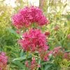 Pink Valerian (Centranthus) -Garden Care Sale centranthus cropped