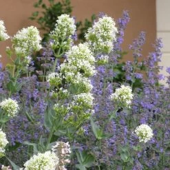 Rosy Trio Valerian Collection (Centranthus) 8 Rosy Trio Valerian Collection (Centranthus) -Garden Care Sale centranthus ruber albus and nepeta 1