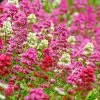 Rosy Trio Valerian Collection (Centranthus) -Garden Care Sale centranthus ruber jupiters beard cropped