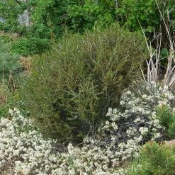 Littleleaf Mountain Mahogany (Cercocarpus) 7 Littleleaf Mountain Mahogany (Cercocarpus) -Garden Care Sale cercocarpus intricatus pinus slyvestris albynns prostrate prunus pawnee buttes garden
