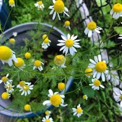Alternative Lawn Wildflower Seed Mix -Garden Care Sale chamomile potted
