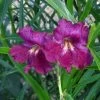 Lucretia Hamilton Desert Willow -Garden Care Sale chilopsis lucrietia hamilton close up