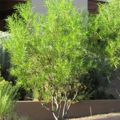Lucretia Hamilton Desert Willow -Garden Care Sale chilopsis linearis lucretia hamilton web