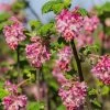 Claremont Flowering Currant (Ribes) -Garden Care Sale claremont flowering currant ribes pink flowers