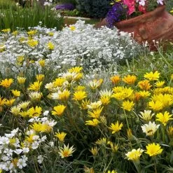 Colorado Gold® Gazania -Garden Care Sale colorado gold gazania gold treassure companion