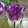 Colorado Proud Triumph Tulip 2 Colorado Proud Triumph Tulip -Garden Care Sale colorado proud tulip purple