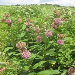 Common Milkweed 9 Common Milkweed -Garden Care Sale common milkweed seeds blooms meadow
