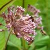Common Milkweed 2 Common Milkweed -Garden Care Sale common milkweed seeds pollinators