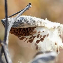 Common Milkweed 10 Common Milkweed -Garden Care Sale common milkweed seeds seed pod