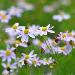 American Dream Coreopsis 9 American Dream Coreopsis -Garden Care Sale coreopsis american dream 3