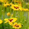 Sterntaler Coreopsis 2 Sterntaler Coreopsis -Garden Care Sale coreopsis sterntaler tickseed 37945