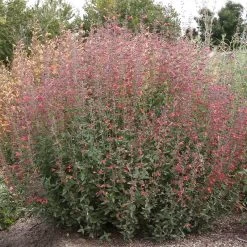 Coronado® Red Agastache -Garden Care Sale coronado red agastache full plant