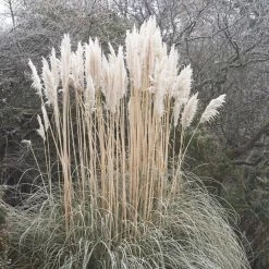 Dwarf Pampas Grass 6 Dwarf Pampas Grass -Garden Care Sale cortaderia selloana white feather pampas grass winter 1