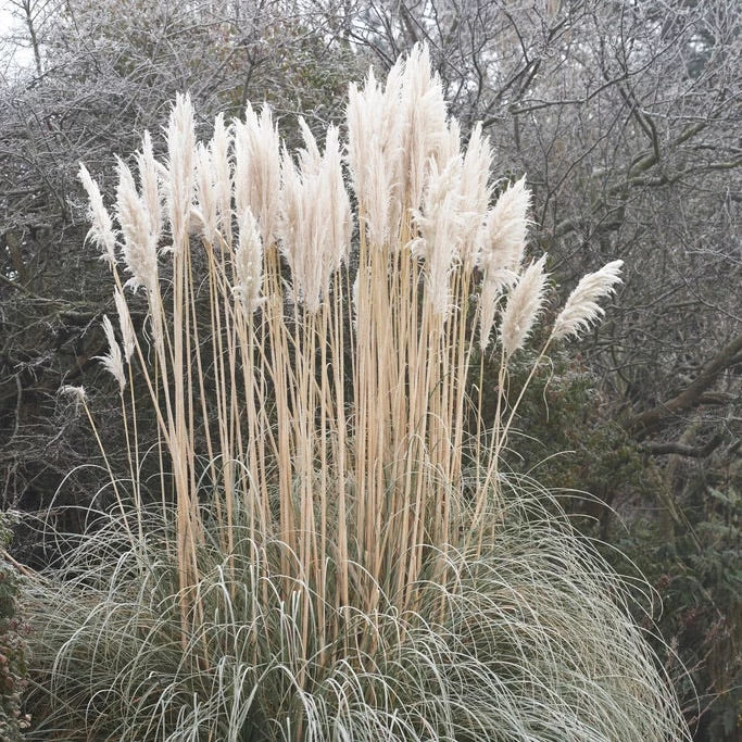 Dwarf Pampas Grass 4 Dwarf Pampas Grass - Image 2
