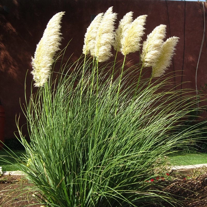 Dwarf Pampas Grass 3 Dwarf Pampas Grass
