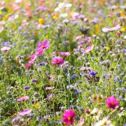 Dry Area Wildflower Seed Mix -Garden Care Sale cosmos bachelor buttons meadow